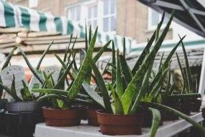 aloe vera: summer skincare tips