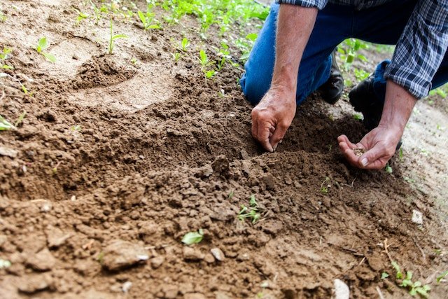 benefits of gardening for mental health 