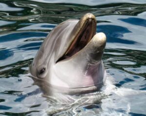 dolphins sleep chronotypes