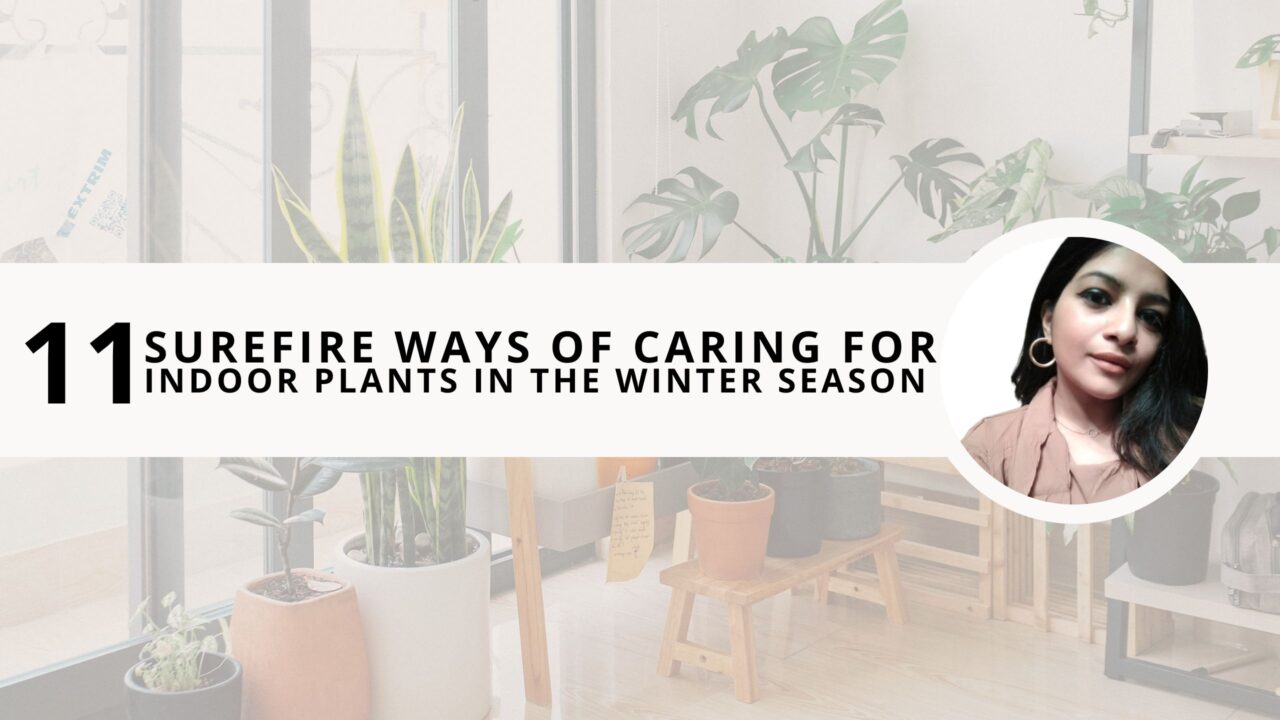 11 Surefire Ways of Caring for Indoor Plants During the Winter Season